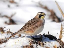 Michigan Bird With White Stripe On Head Horned Lark Spotted In Allegan County Michigan Ornithology Bird Watching Birds