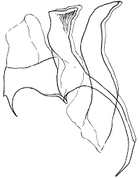 Image result for Scrobipalpula diffluella