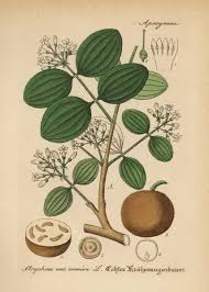 Image result for Strychnos