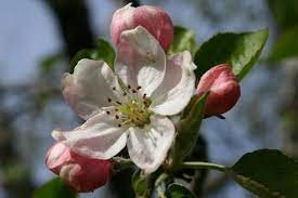 Apples bloom early to late may but they can also make an appearance in late april. From Flower To Fruit The Mysteries Of Apple Pollination Seattle S Favorite Garden Store Since 1924 Swansons Nursery