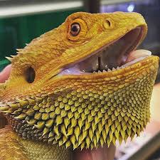 Check spelling or type a new query. Bearded Dragon Care Sheet