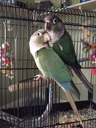 Green-Cheek Conure Combination Breeding Results. | Conure, Conure Bird,  Conure Parrots