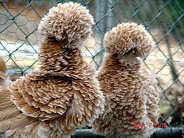 We raise frizzled and non frizzled. Buff Laced Bantam Polish Eggs Frizzle Smooth 8 Backyard Chickens Learn How To Raise Chickens