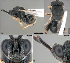 Image result for Eulophia hereroensis