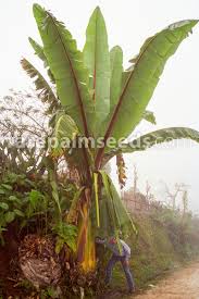Image result for Ensete ventricosum