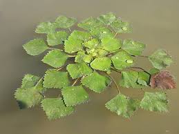 Image result for Trapaceae