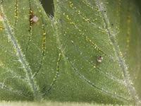 Image result for Amblovenatum