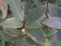 Image result for Acokanthera schimperi