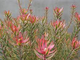 The Leucadendron Jester Above And Its Close Cousins Protea And Leucospermum A Modern Landscaping Modern Landscape Design Modern Landscape Design Front Yard