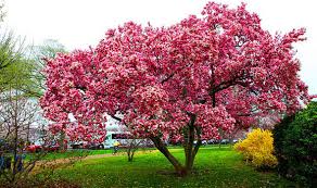 We did not find results for: Six Of The Best Trees For Clay Soils Express Co Uk