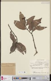 Image result for Triumfetta dekindtiana