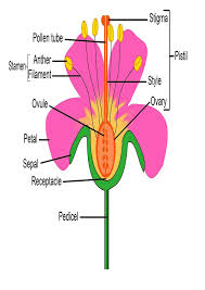 Partes De La Flor En Ingles Para Imprimir Imagenes Y Dibujos Para Imprimir Parts Of A Flower Diagram Of A Flower Flower Science