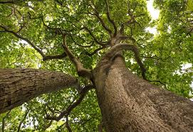 Image result for Pisonia