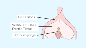 Some people love lots of vibration and clitoral stimulation and others people prefer deep internal. Clitoral Orgasm The Popstar Of All Big O S Beducated Magazine
