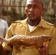 GENDERAND ILLEGAL WILDLIFE TRADE: OVERLOOKED AND UNDERESTIMATED