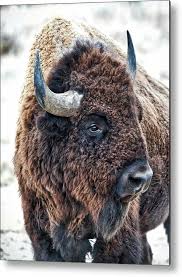 In The Presence Of Bison Metal Print By Olena Art Lena Owens In 2021 Bison Photography Bison Art Buffalo Animal