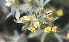 Image result for Stylosanthes