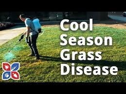 Learn about salaries, benefits, salary satisfaction and where you could earn the most. Episode 58 Do My Own Lawn Care Cool Season Grass Disease Video Domyown Com