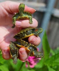 Pin By Marcioti On Reptiles In 2020 Pet Turtle Cute Turtles Baby Turtles