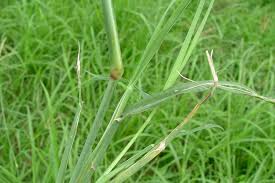 Image result for Chloris pilosa