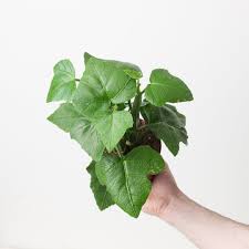 Image result for Cissus crusei