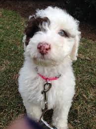 Shop our selection of fabrics featuring dogs, puppies, dog bones, paw prints and more for home décor, apparel and quilting! Our New Mini Labradoodle Scout Mini Labradoodle Puppy Labradoodle Puppies Goldendoodle