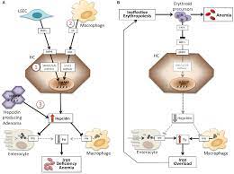 Frontiers Hepcidin And Anemia A Tight Relationship Physiology