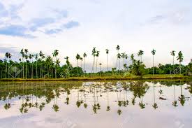 Learn how it can replenish your electrolytes, boost calcium, and provide extra potassium. Landscape View Of Coconut Tree With Sunset Light Row Of Palm Stock Photo Picture And Royalty Free Image Image 117511991