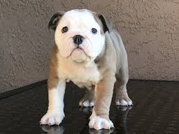 Make a monthly pledge to help our dogs! English Bulldog Puppies For Sale Suisun City Ca 320254