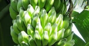 Yelakki is mainly attributed to its rich vitamins. 12 Tasty Varieties Of Bananas In India Kuntala S Travel Blog