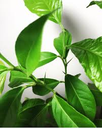 Faire Pousser Un Citronnier Un Jeu D Enfant 1 An Apres Tuto Diy Osez Planter Ca Pousse