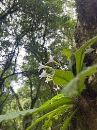 Image result for Streptocarpus hirticapsa