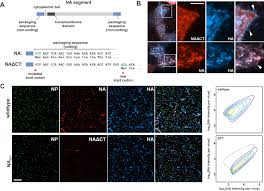 More information about flu viruses types of influenza viruses Influenza A Virus Surface Proteins Are Organized To Help Penetrate Host Mucus Elife