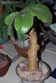 Image result for Cyphostemma robsonii