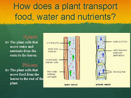 The xylem and the phloem make up the vascular tissue of plants and transports water, sugars and other important substances to leaves, stems and roots. Plant Transportation A Closer Look At Xylem And