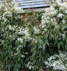 Clematis wilt is caused by a fungus that enters the plant through a wound made by an insect or an abrasion, such as rubbing from a plant tie. Clematis Armandii Evergreen Foliage Evergreen Clematis Clematis Armandii Clematis