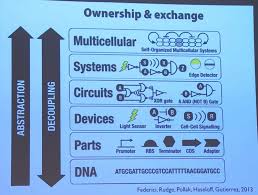 Learn more about research in the jim haseloff lab. Jim Haseloff Biology And Engineering Multicellular Systems Talk By Samim