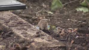 Paske pest control & wildlife solutions is a st. Pest Control Company Names St John S The Rattiest City In Atlantic Canada Ctv News