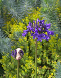 Image result for Agapanthus campanulatus