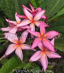 Plumeria Rubra Purple Rainbow Frangipani Plumeria Plants