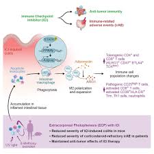 Image result for Immune Checkpoint Inhibitor