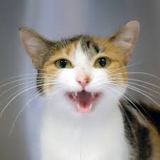 ‪Sassy cats! - HSHV‬‏