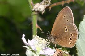 Image result for Aphantopus hyperantus