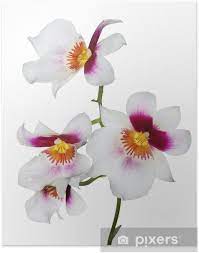 Nel caso di piante offerte in mix di colori (es. Poster Quattro Fiori Di Orchidea Bianchi Con Centro Rosa E Giallo Pixers Viviamo Per Il Cambiamento