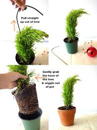 Repot Lemon Cypress Lemon Cypress Cypress Trees Tree Care