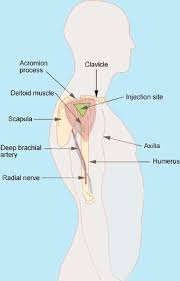 Of this 1000 mcg dose, your body retains approximately 150 mcg or roughly 15 percent. B12 Vitamin Store How To Inject B12 In Your Arm