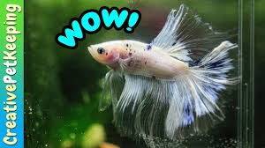 Cellophane Dalmation Marble Halfmoon Iridescent Male Betta Fish Animal Gifs Betta Fish Fish Pet