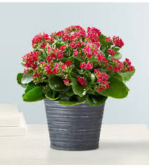 Image result for Kalanchoe