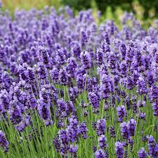 Lavender plant zu spitzenpreisen kostenlose lieferung möglich Amazon Com Outsidepride Lavender English Plant Seed 5000 Seeds Flowering Plants Garden Outdoor