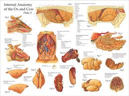 Image result for internal organs